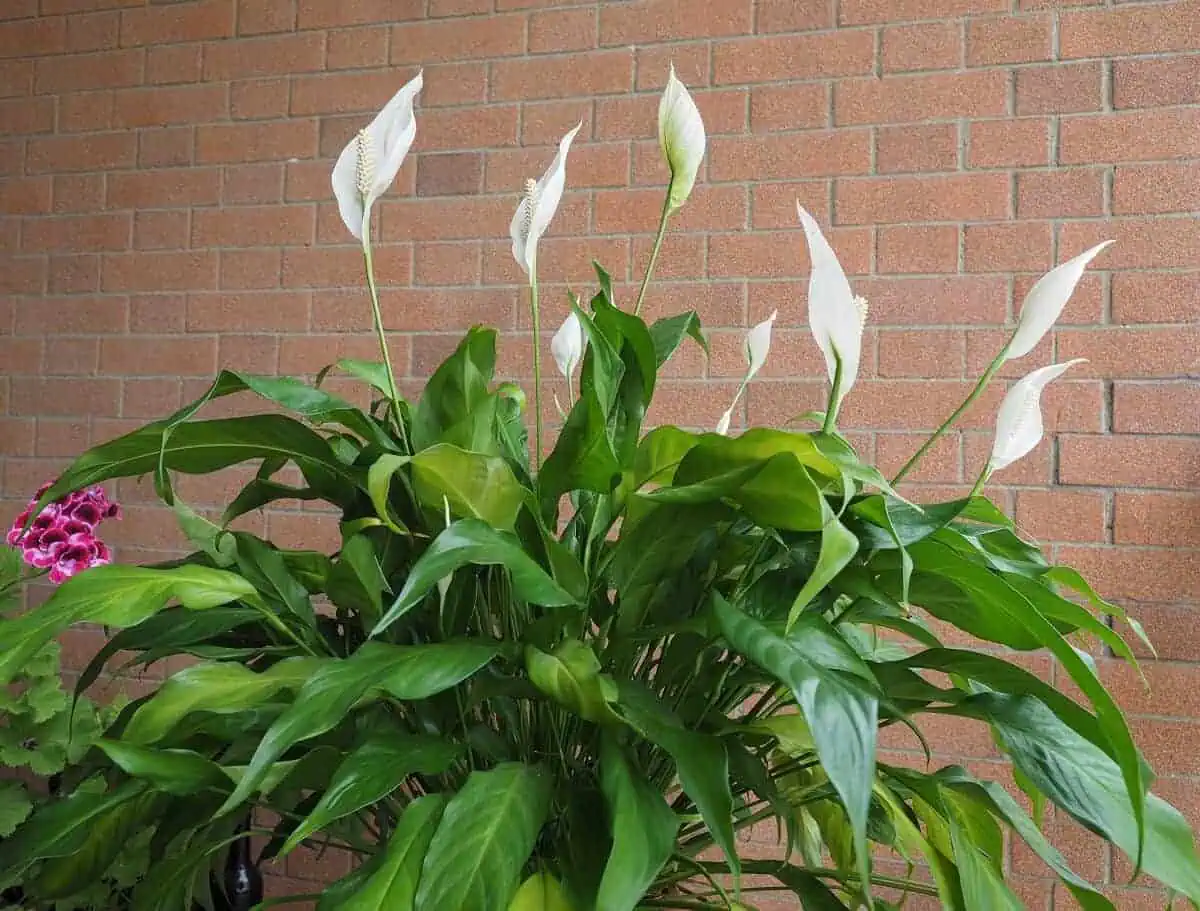 Common House Plants - Peace lily Common House Plants - Peace lily