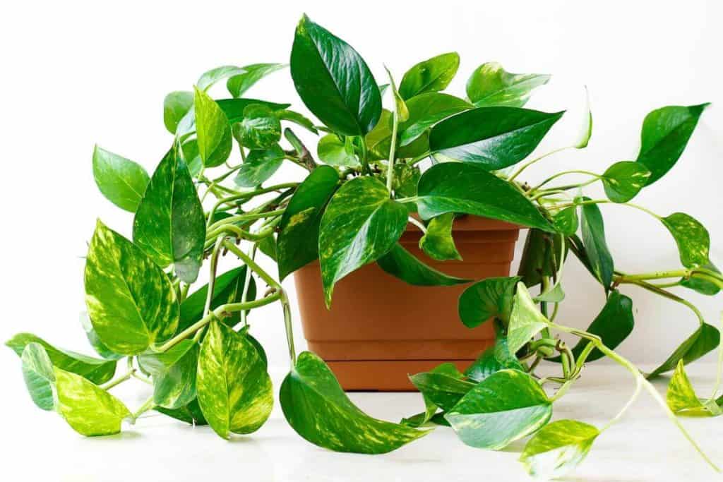 21 Common House Plants That Thrive Indoors (with Pictures) Hort Zone