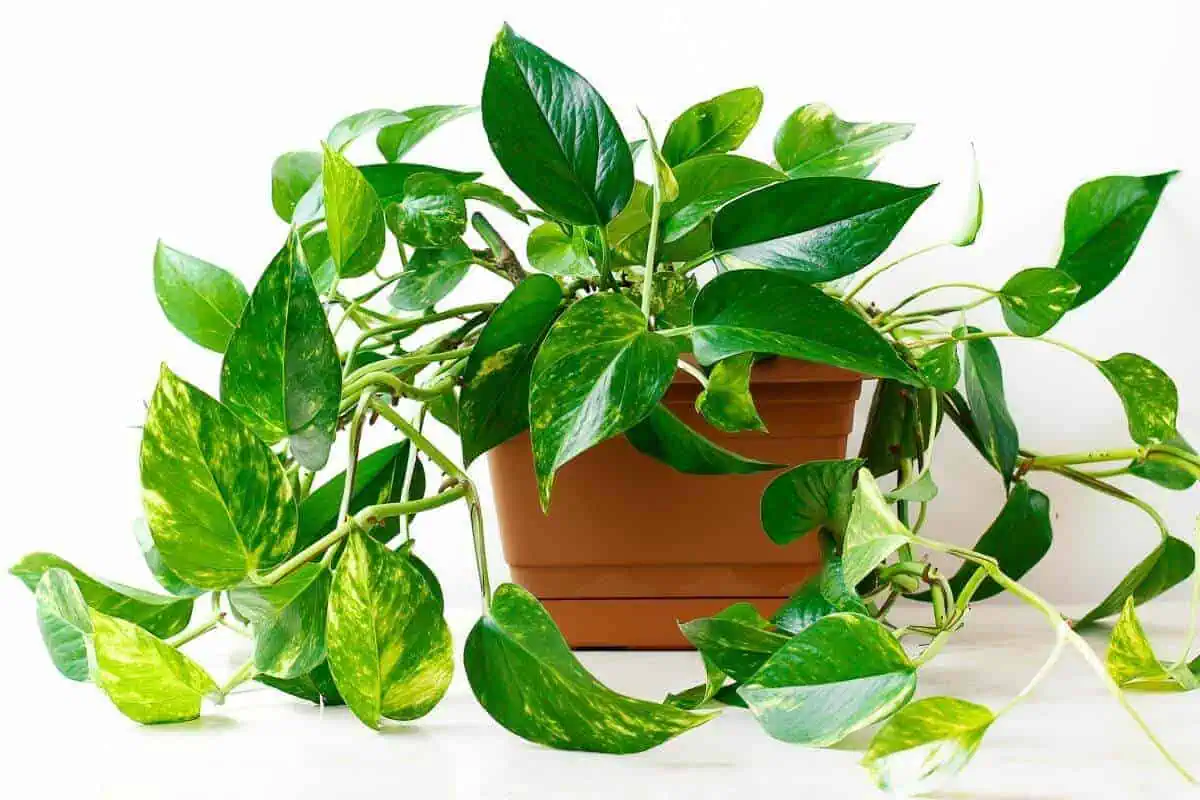 Common Houseplants - Golden Pothos Common Houseplants - Golden Pothos