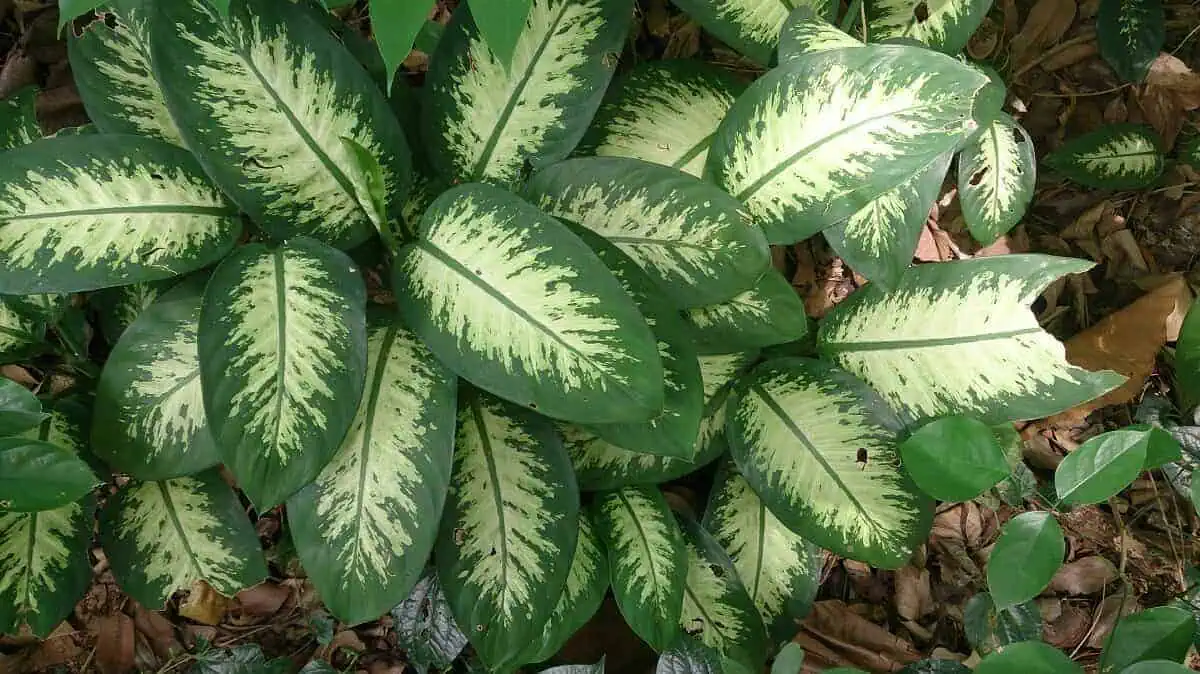Dumb Cane Dumb Cane