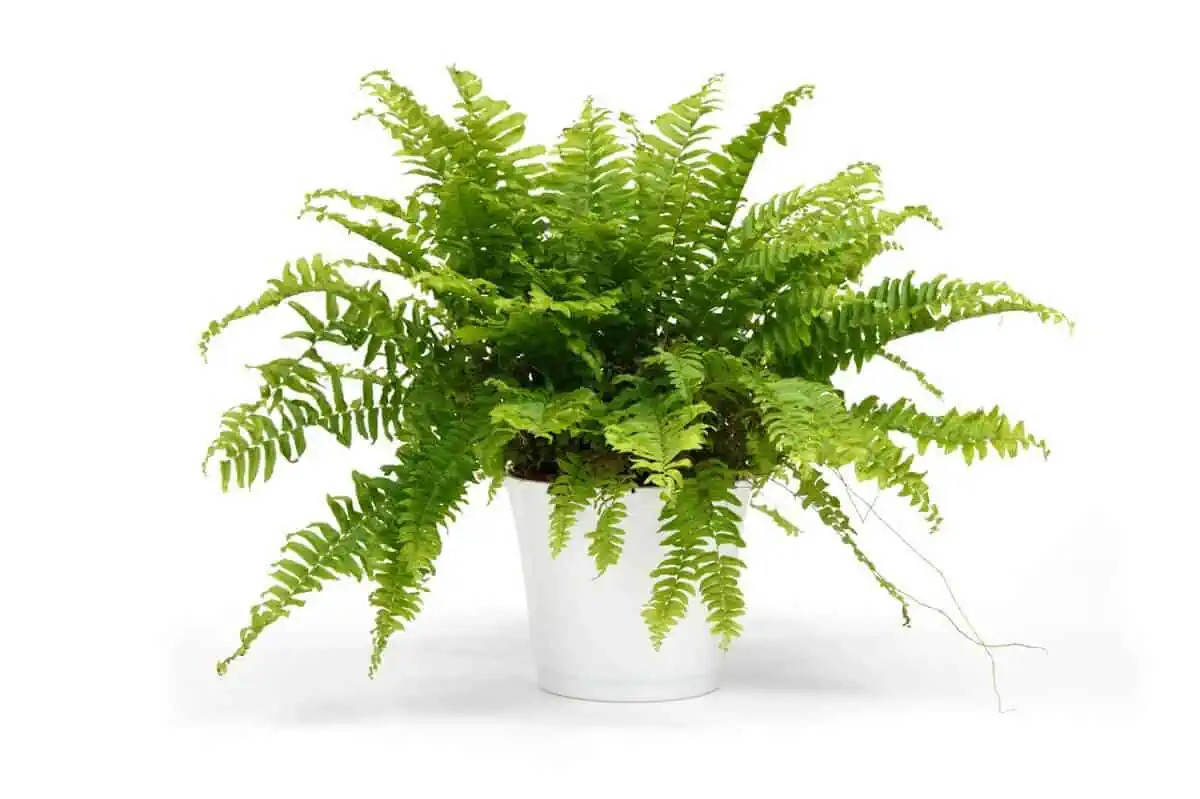 Ferns Ferns