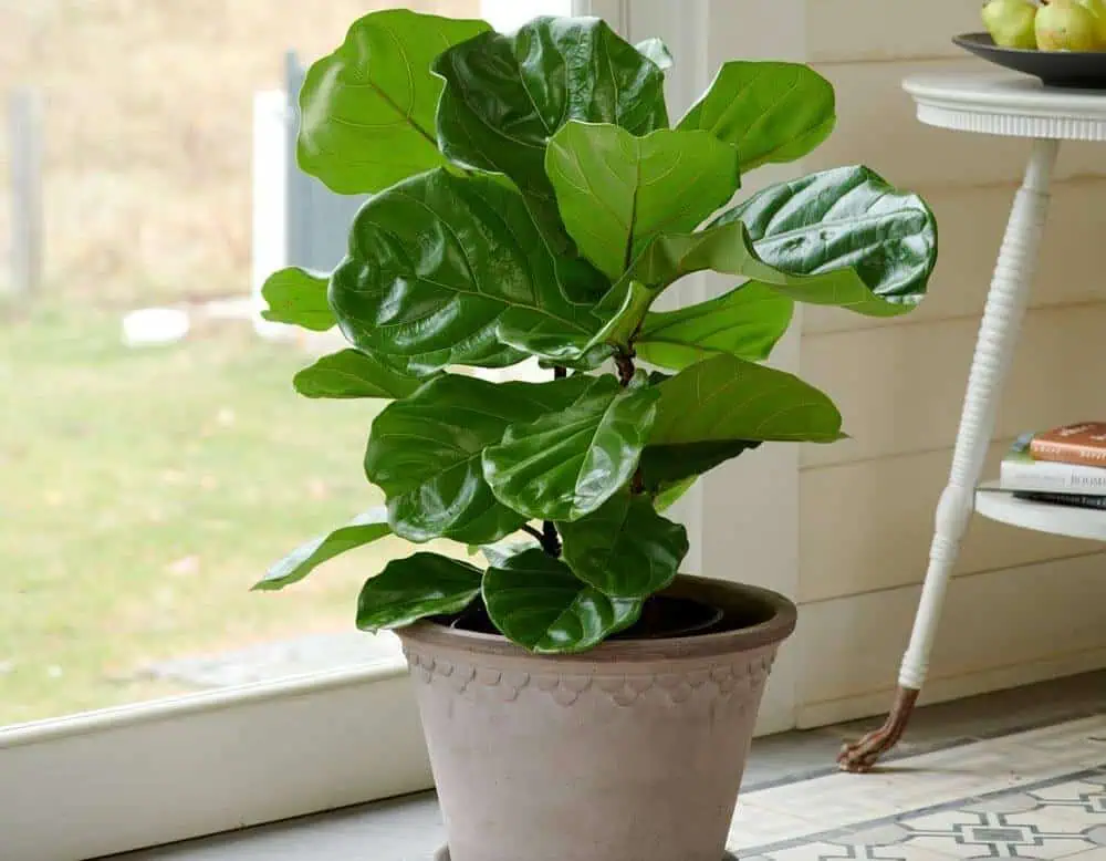 Fiddle Leaf Fig - Ficus lyrata Fiddle Leaf Fig - Ficus lyrata