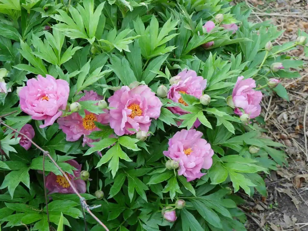 Intersectional or Itoh Peonies - Paeonia 'Sonoma Rosy Future' Intersectional or Itoh Peonies - Paeonia 'Sonoma Rosy Future'