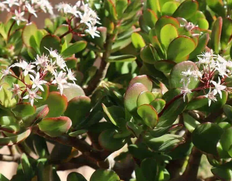 Jade Plant Jade Plant