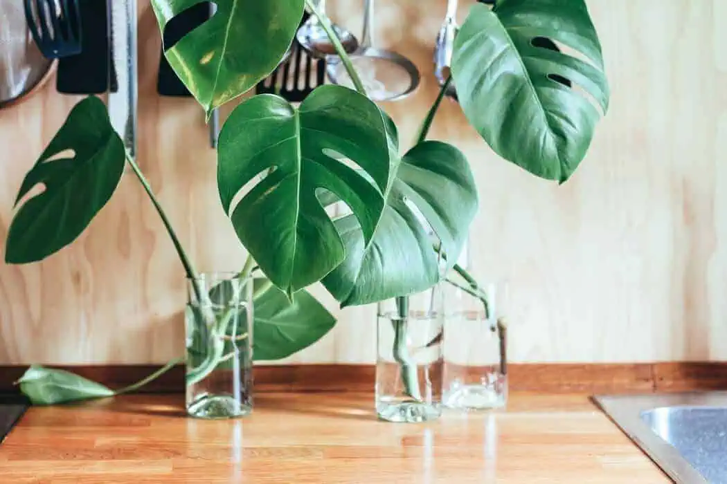 Monstera plants Monstera plants