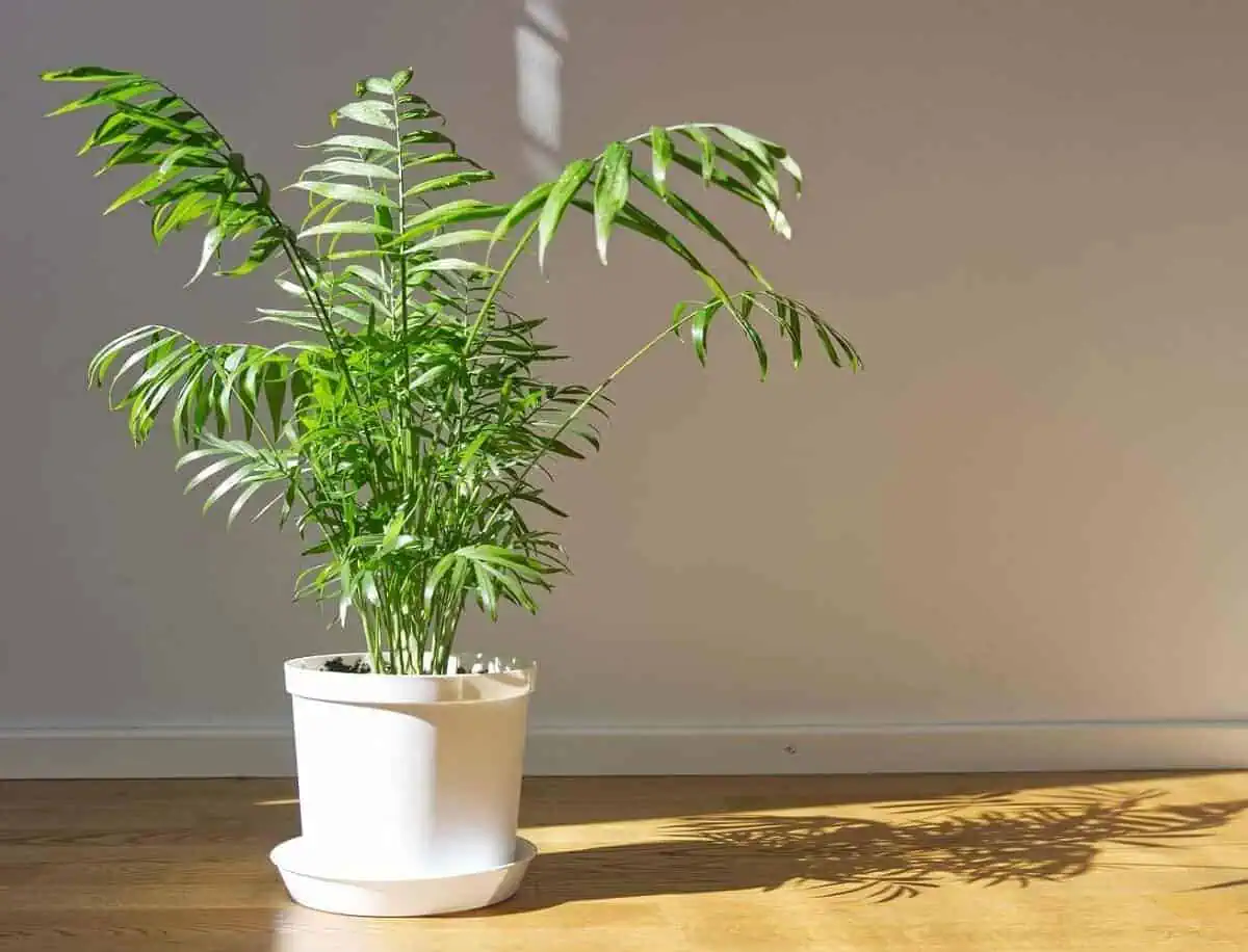Parlor palm Parlor palm