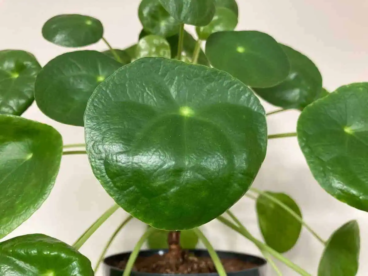 Pilea - Chinese Money Plant Pilea - Chinese Money Plant