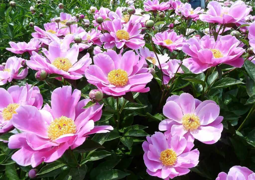 9 Types of Peonies for All Gardens (With Pictures) Hort Zone