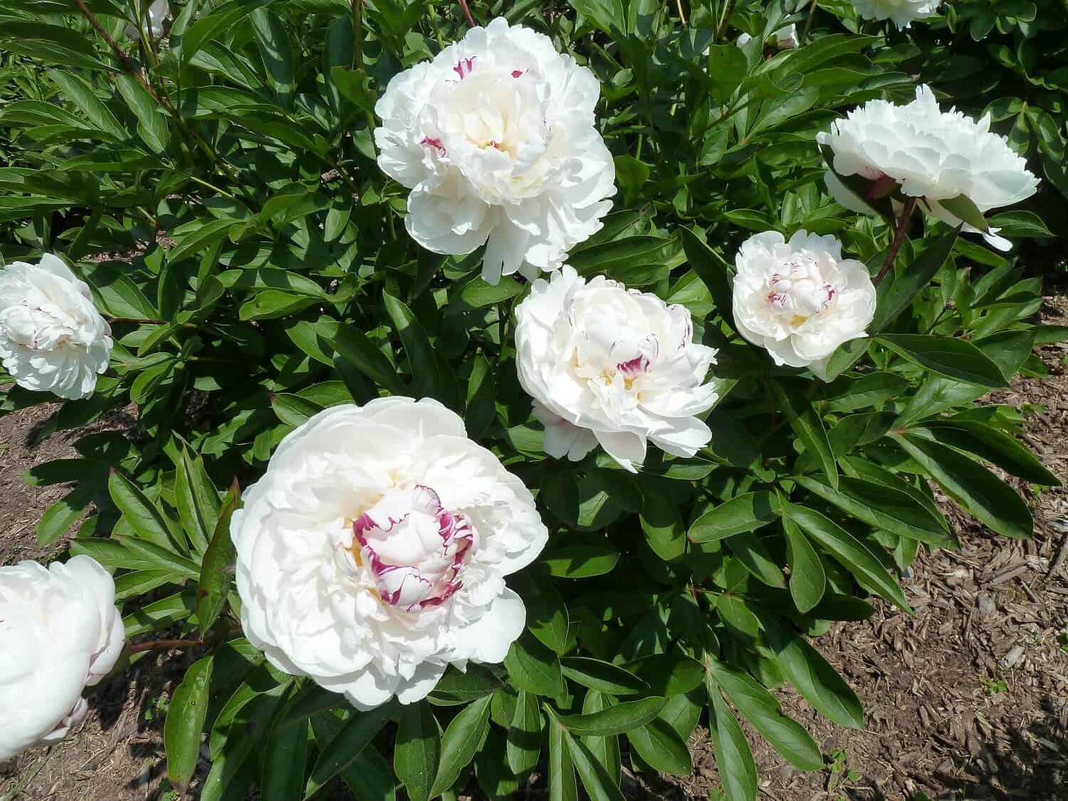 Types of Peonies - White Bomb Form Featured