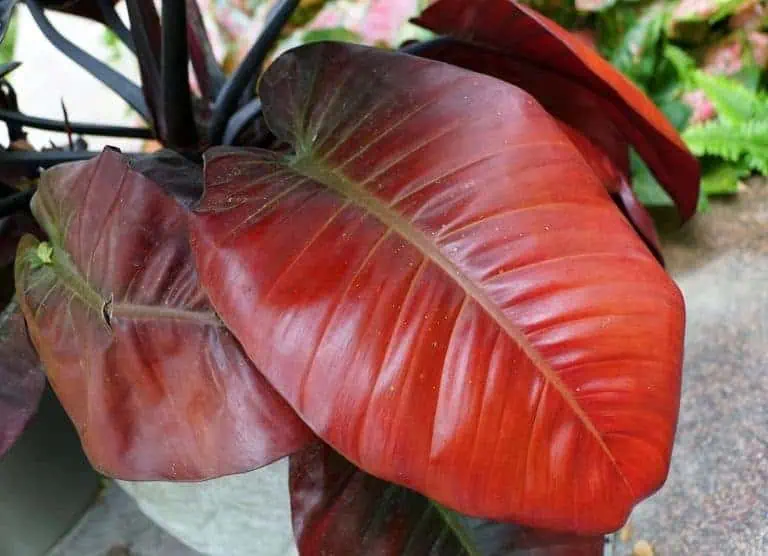 How to Grow & Care for Black Cardinal Philodendron