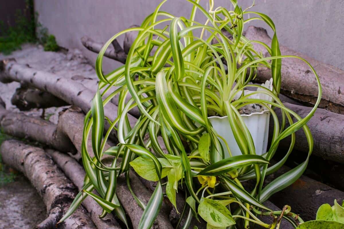 Bonnie Spider Plant (Chlorophytum comosum ‘Bonnie’)