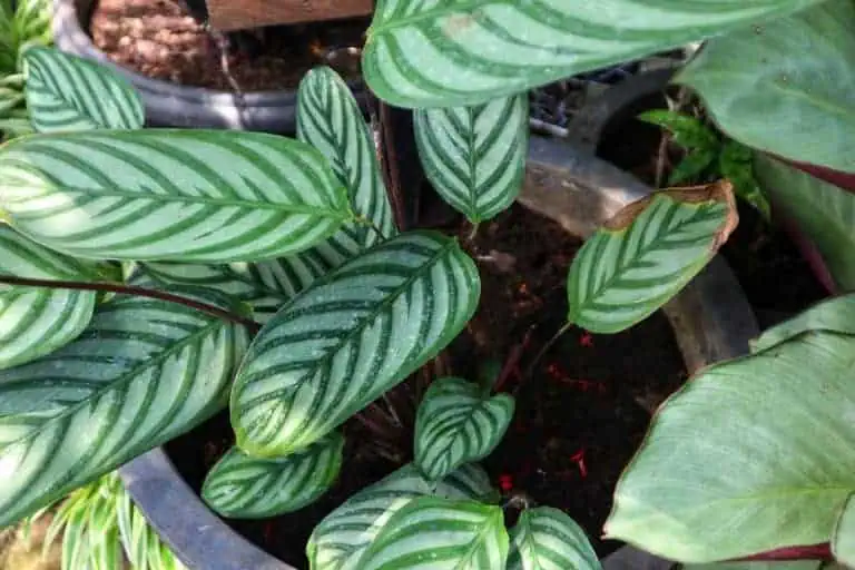 Calathea Exotica Plant Care Guide