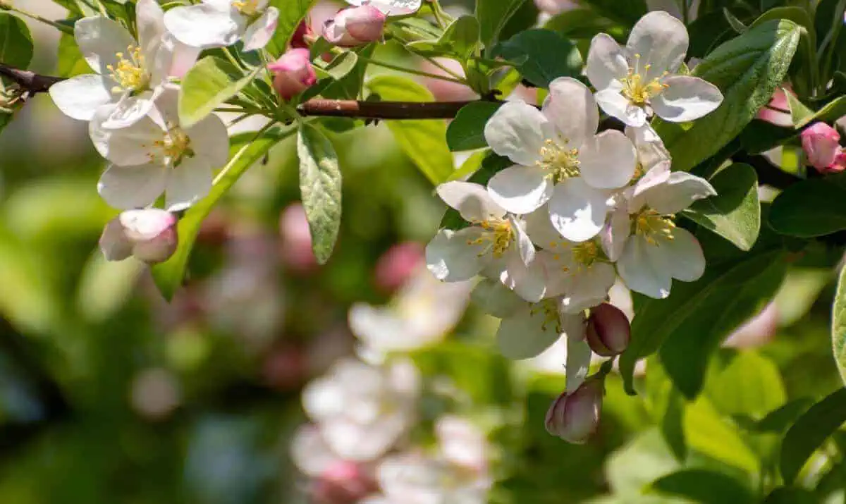Crabapple Tree small trees with non invasive roots - Crabapple Tree