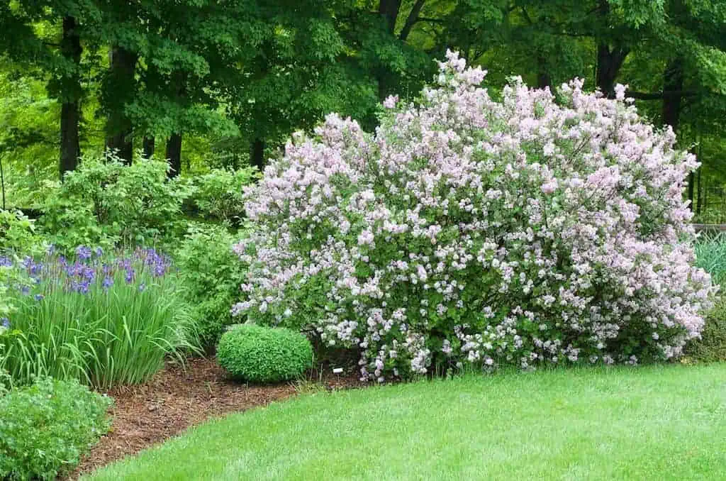 Dwarf Korean Lilac Dwarf Korean Lilac
