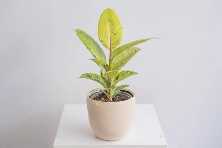 Ficus shivereana - Ficus elastica Shivereana Featured Image