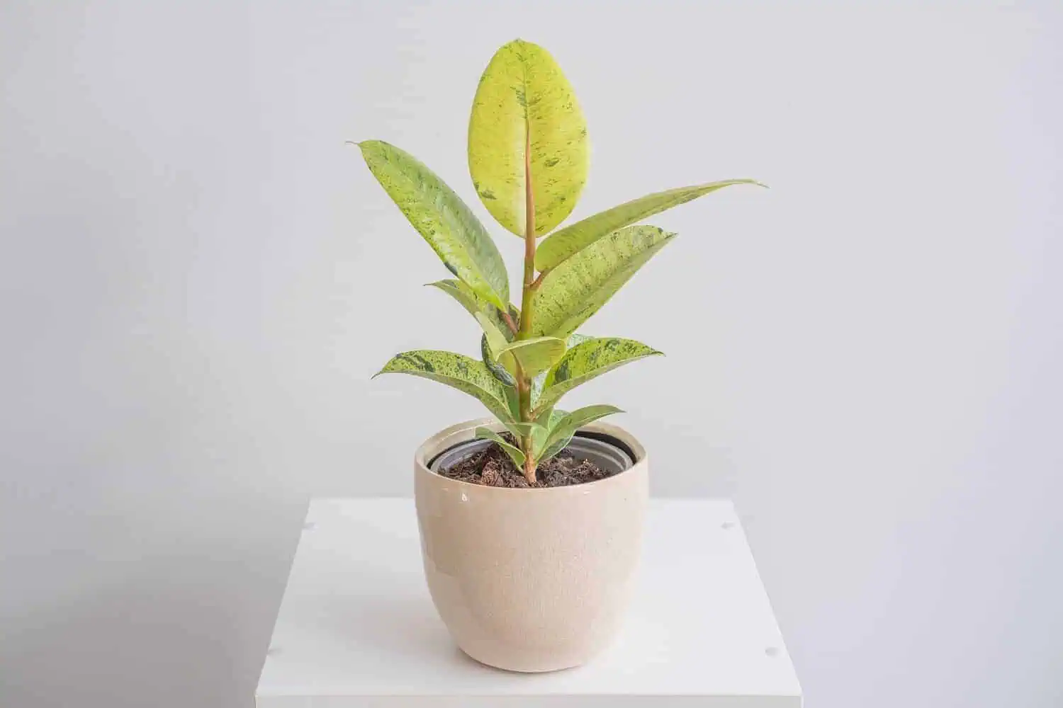 Ficus shivereana - Ficus elastica Shivereana Featured Image