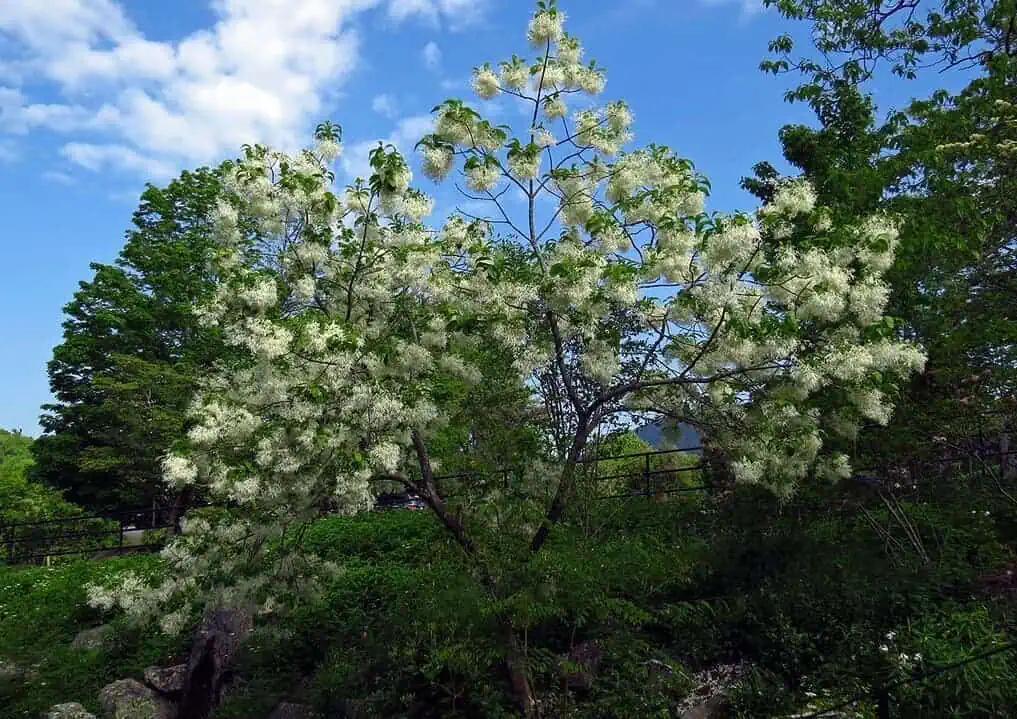 Fringe Tree Fringe Tree