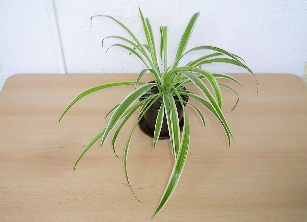 Ocean Spider Plant