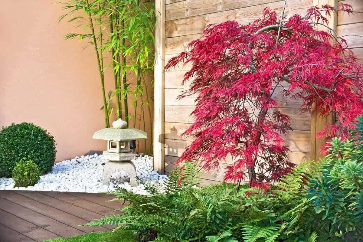 Red Japanese Maple Tree Red Japanese Maple Tree