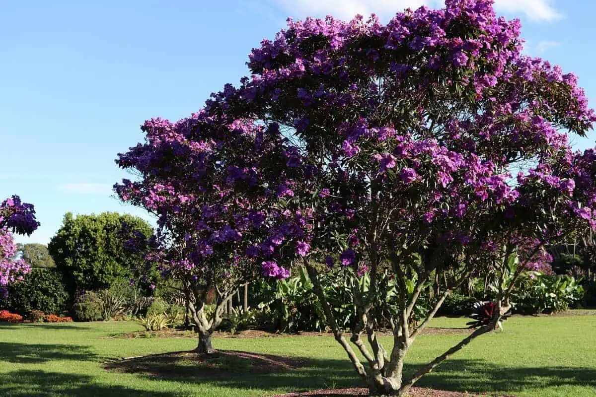 Small Trees with Non Invasive Roots - Tibouchina lepidota - Alstonville Small Trees with Non Invasive Roots - Tibouchina lepidota - Alstonville