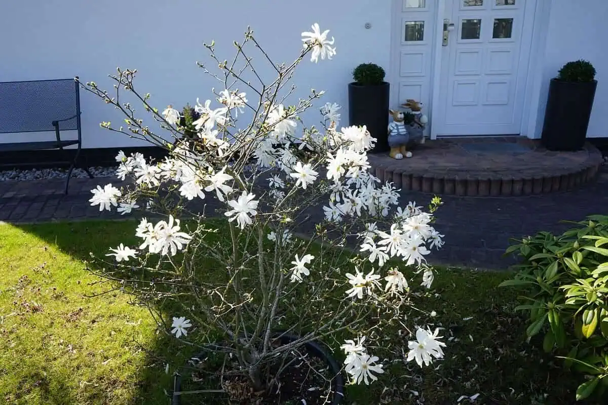 Star Magnolia - Magnolia stellata small trees with non invasive roots - Star Magnolia - Magnolia stellata