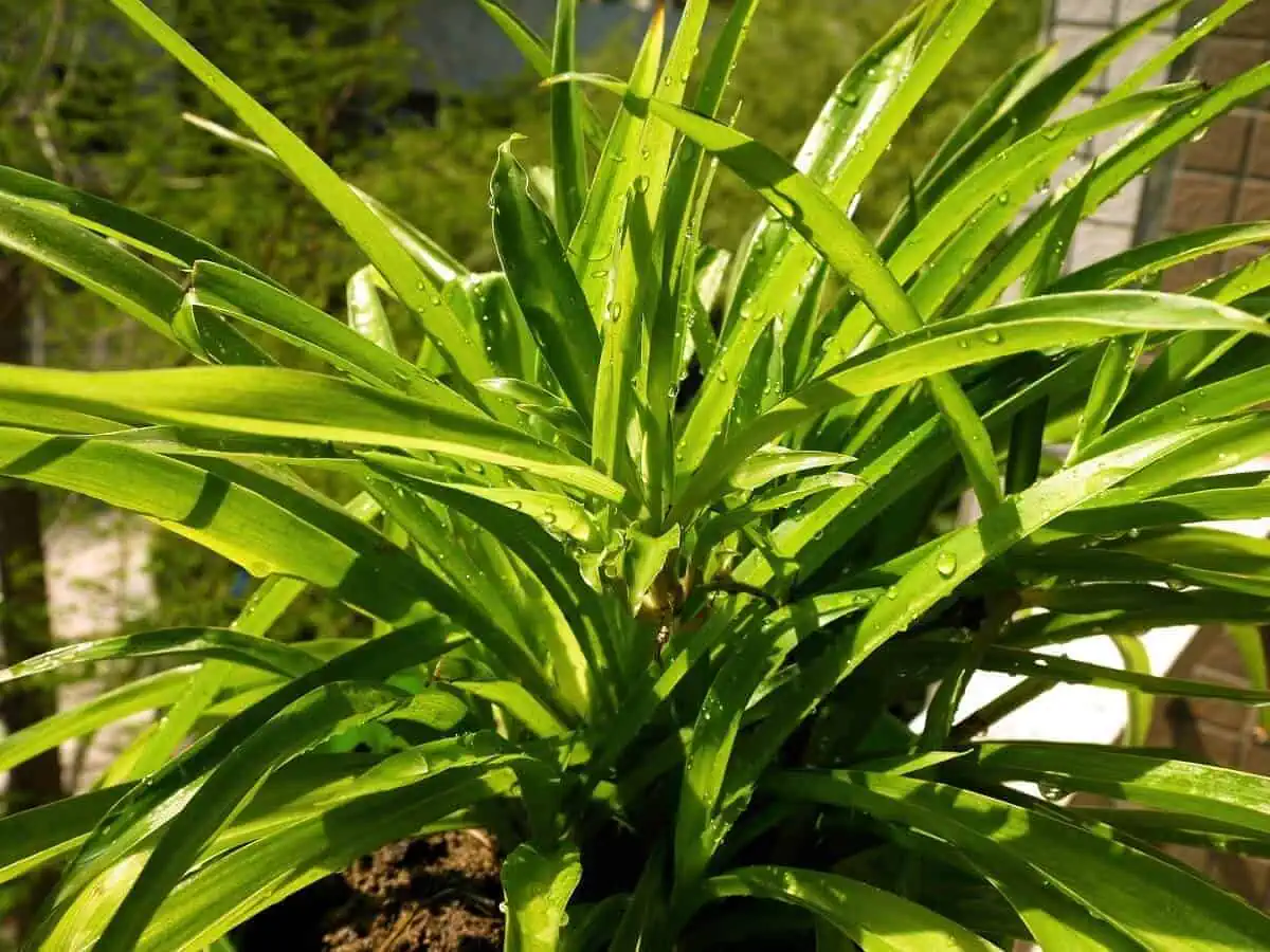 Types of Spider Plants - Green Spider Plant