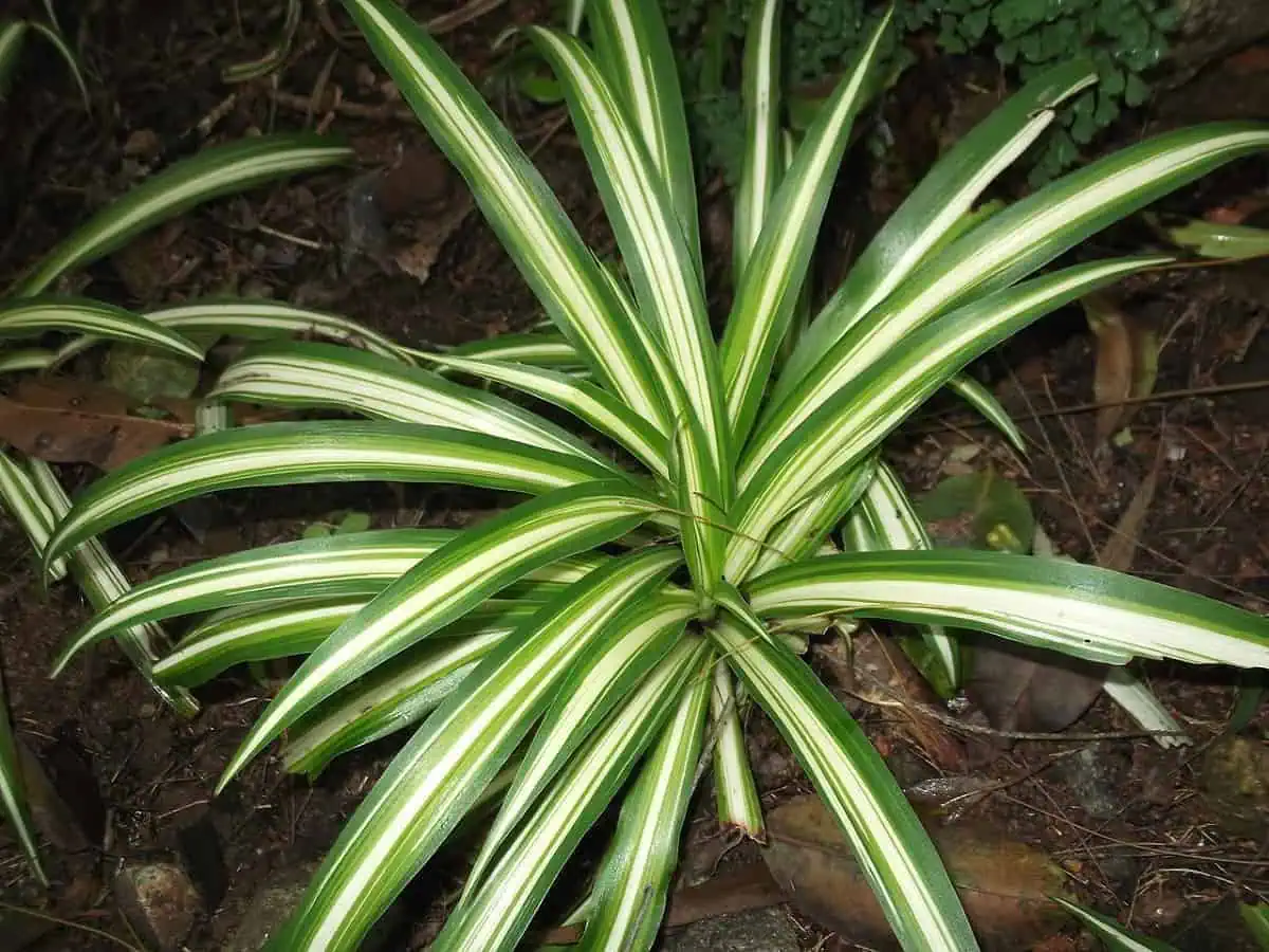 Types of Spider Plants - Milky Way Spider Plant