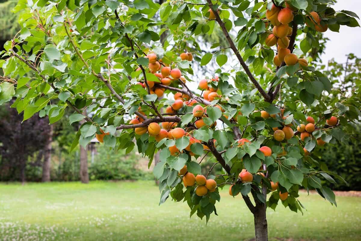 Apricot - Prunus armeniaca - Bearing Fruits