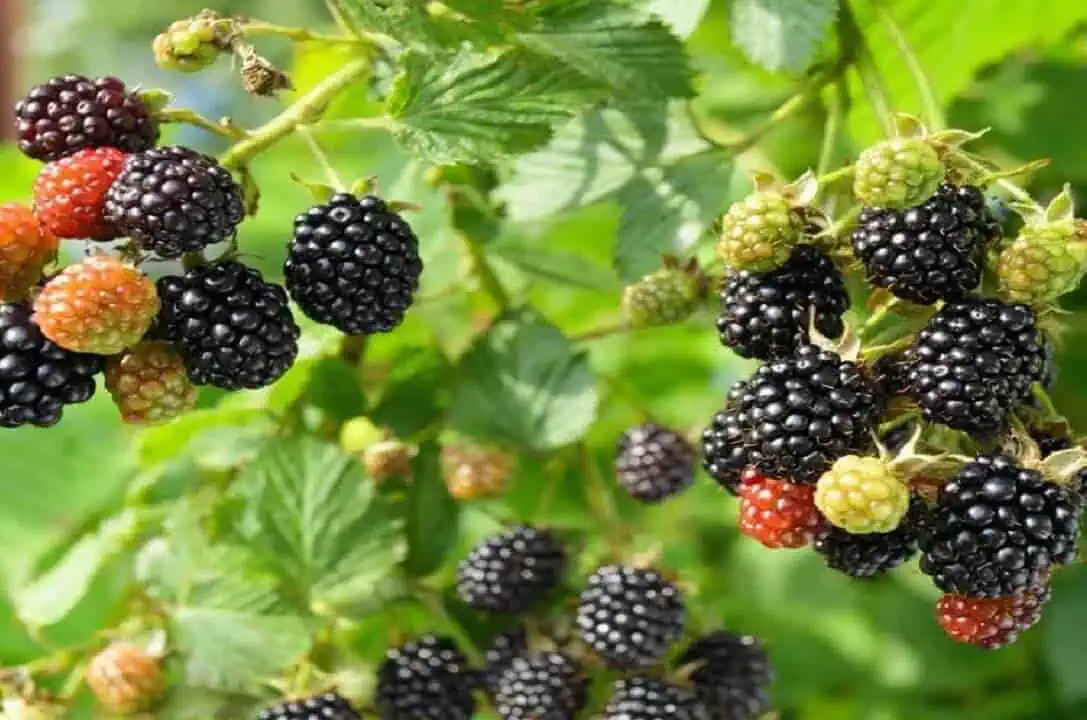 Blackberry Bush - Overbearing Blackberry Bush - Overbearing