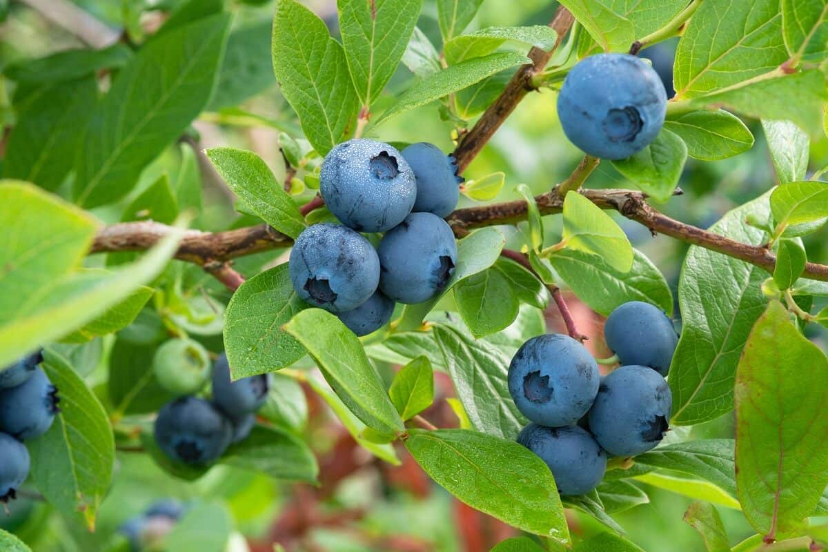 Blueberry Fruits Upclose