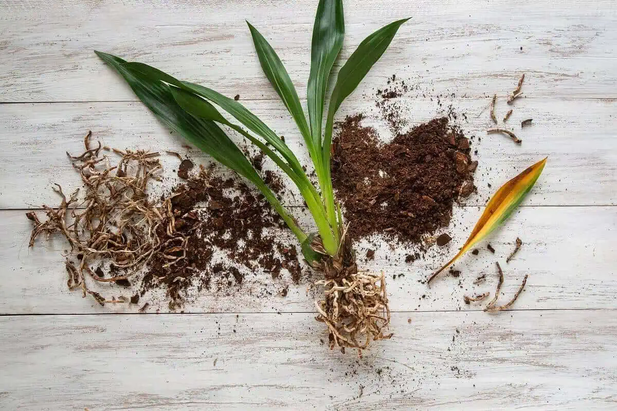 Cutting dead roots to revive an orchid