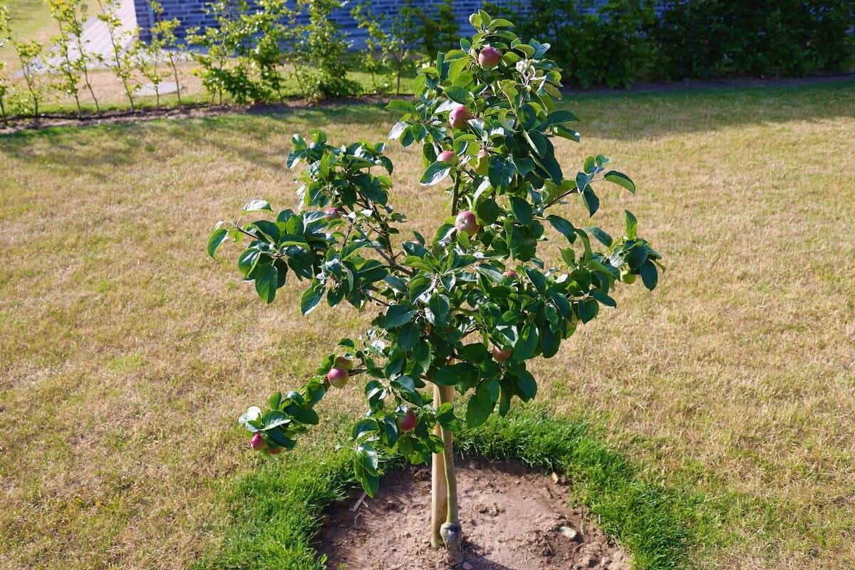 Fastest Growing Fruit Trees - Dwarf Apple Tree - Malus domestica