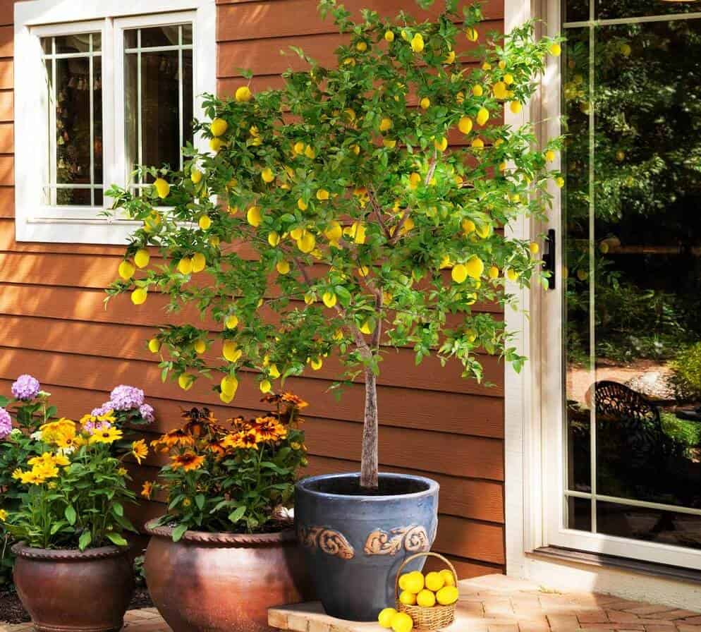Fastest Growing Fruit Trees - Meyer Lemon Tree