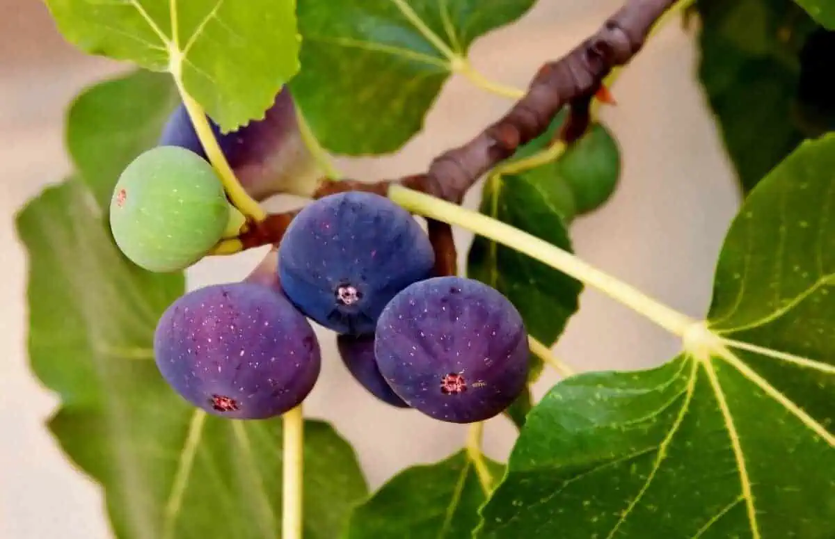 Fig Tree Fruits - Fastest Growing Fruit Trees Fig Tree Fruits - Fastest Growing Fruit Trees