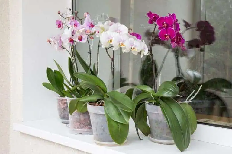 How to Revive an Orchid Featured
