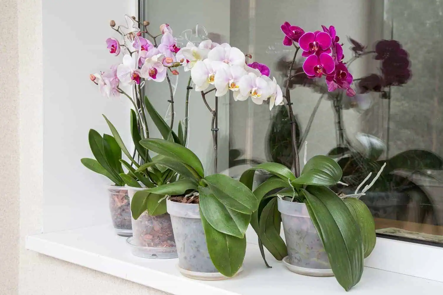 How to Revive an Orchid Featured