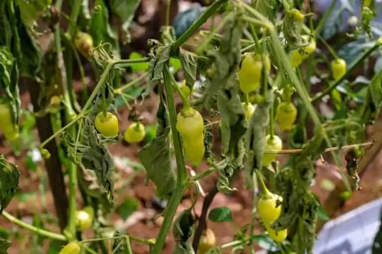 Leaf Curl on Pepper Plants after forming fruits