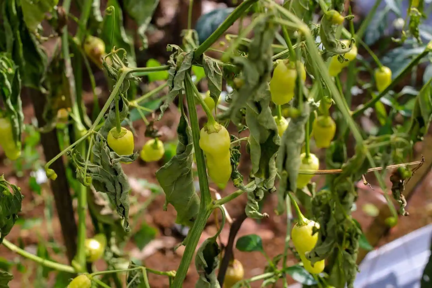 Leaf Curl on Pepper Plants after forming fruits