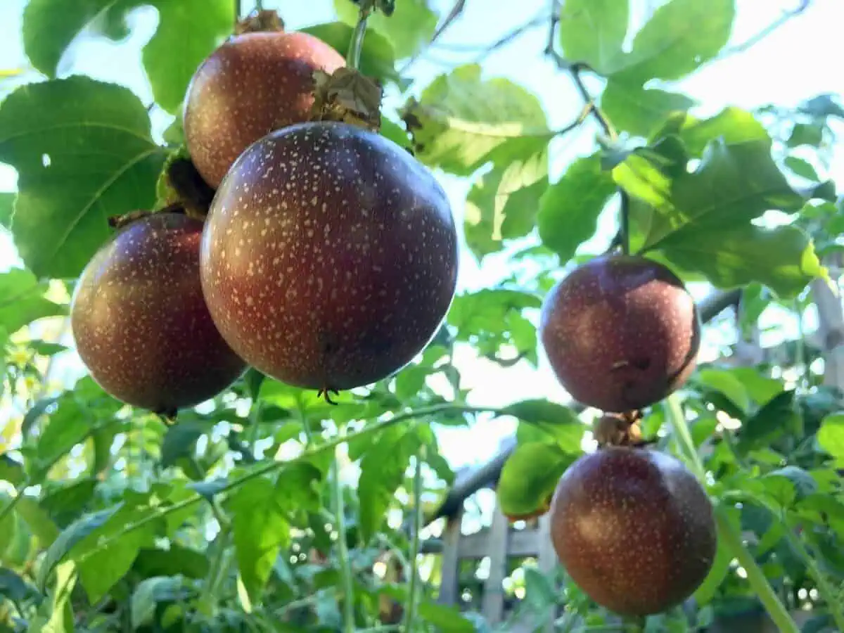 Passion Fruit - Passiflora edulis Passion Fruit - Passiflora edulis