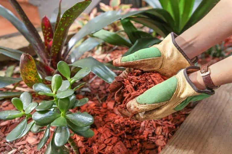 Red Cedar Mulch - Everything You Should Know