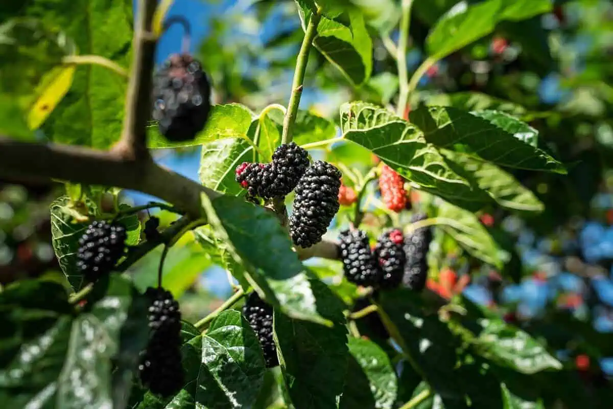 Ripe Mulberry Fruits Ripe Mulberry Fruits