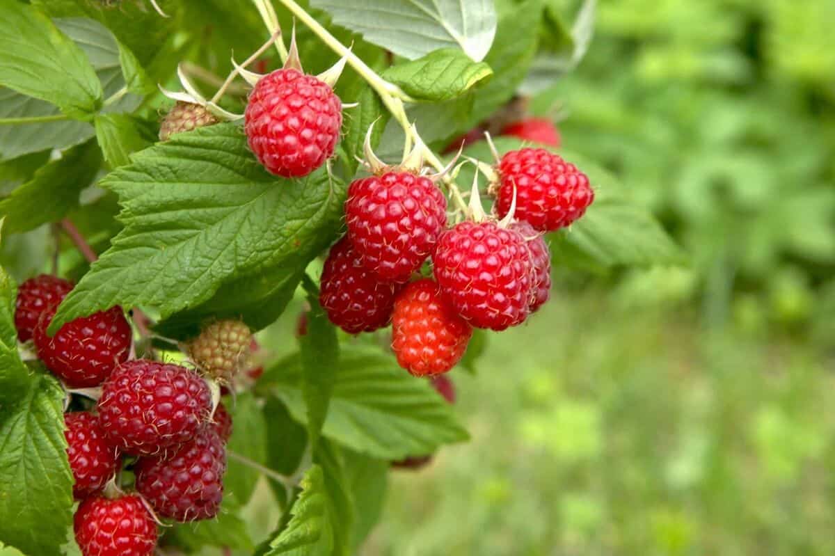 Ripe Raspberries Hanging from a Branch