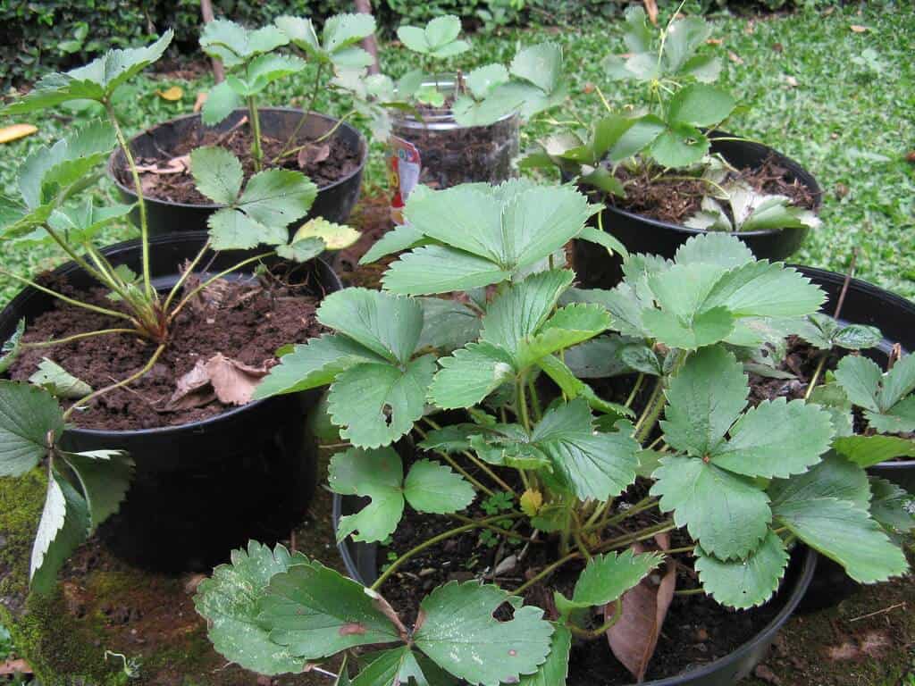 Strawberry Plants in Pots
