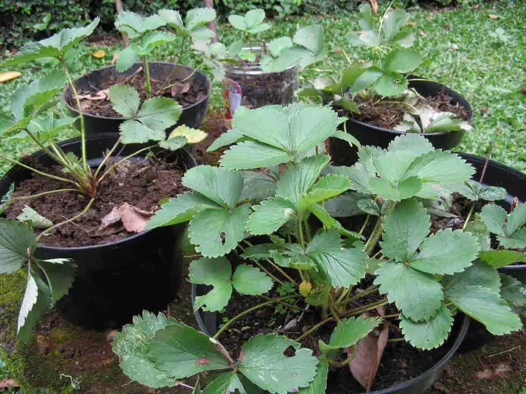 Strawberry Plants in Pots Strawberry Plants in Pots