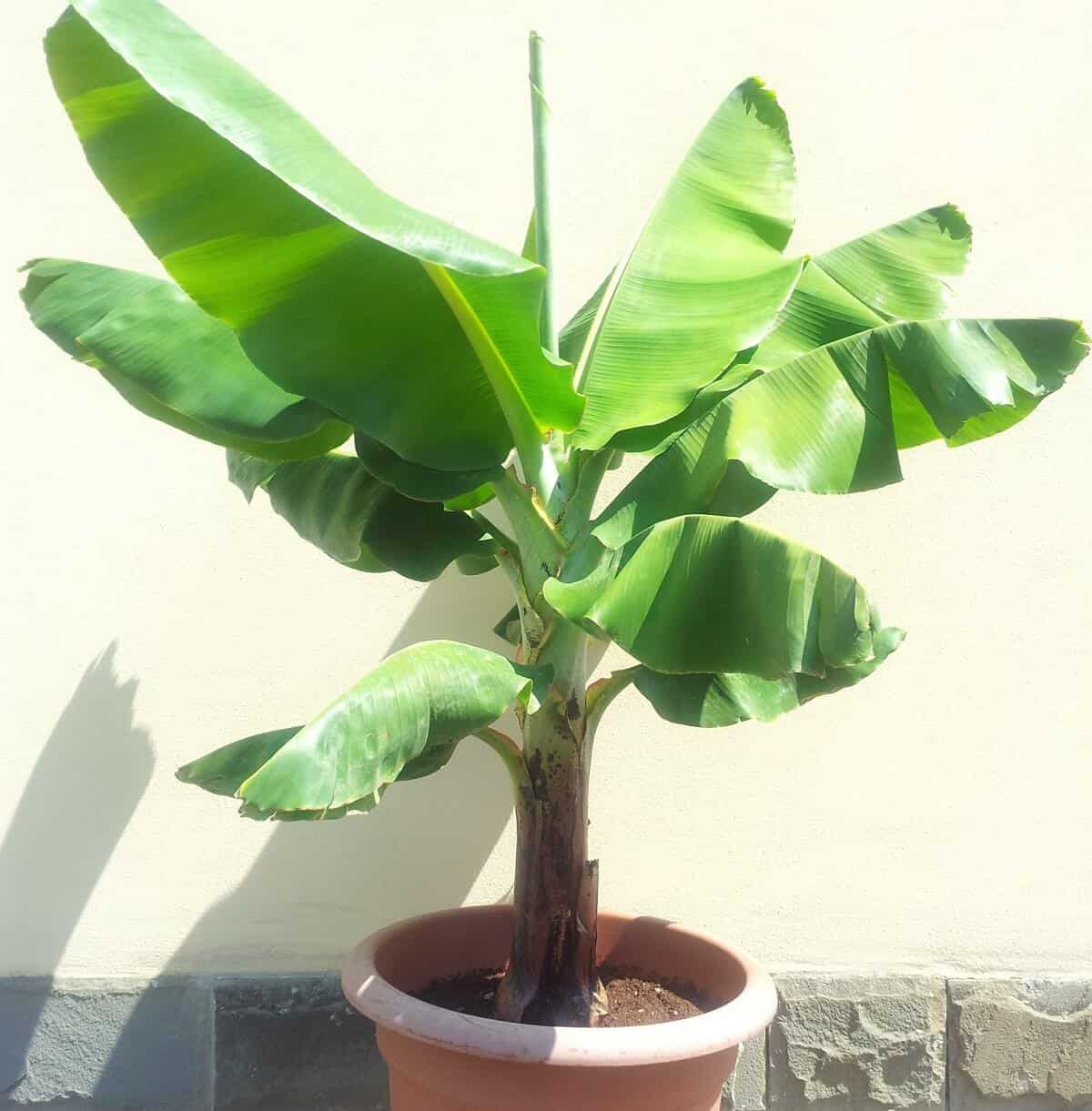 The Dwarf Cavendish Banana in Pots