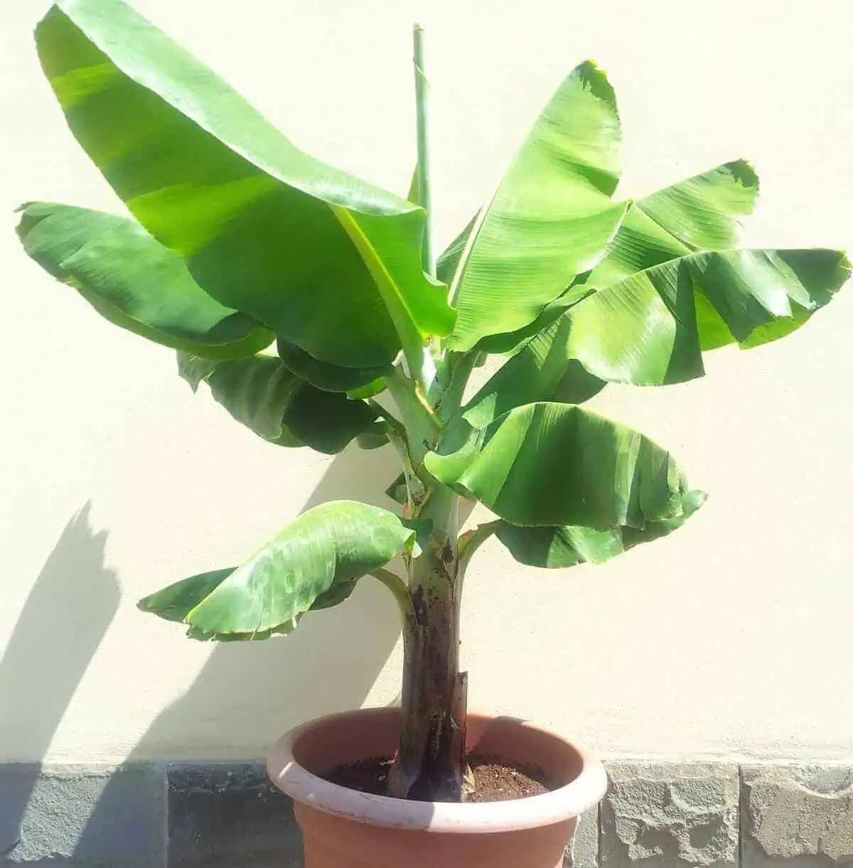 The Dwarf Cavendish Banana in Pots The Dwarf Cavendish Banana in Pots