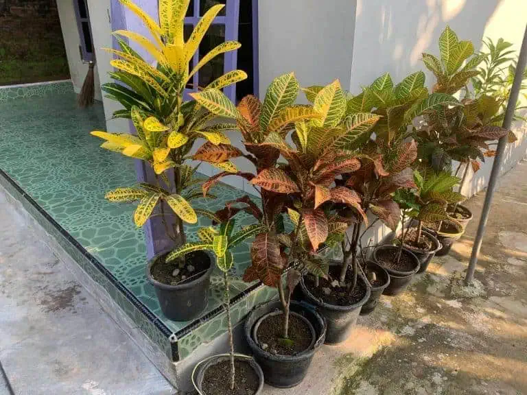 Croton Varieties Featured Image