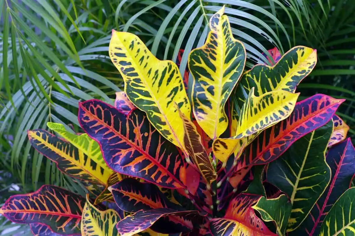 Magnificent Croton