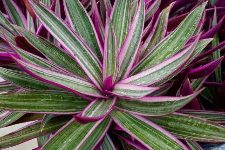 Moses in the Cradle - Tradescantia spathacea in pots Featured