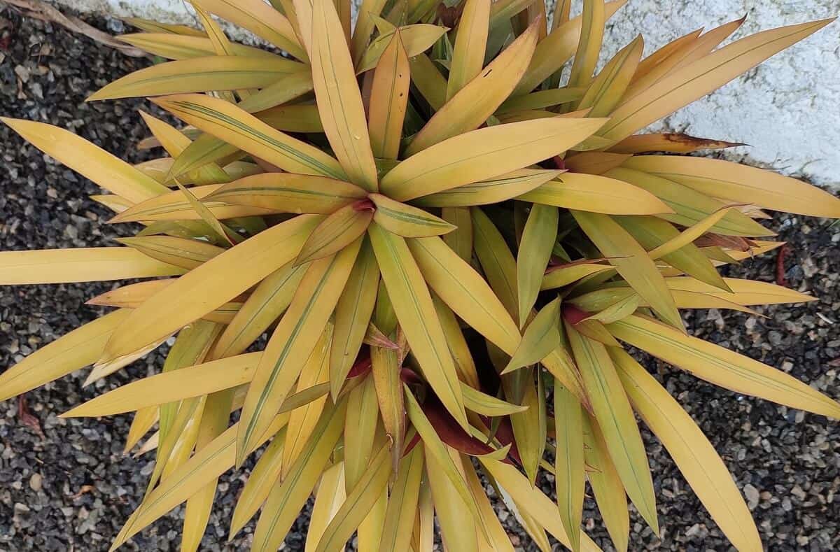 Proven Tips to Grow and Care for Moses in the Cradle Hort Zone